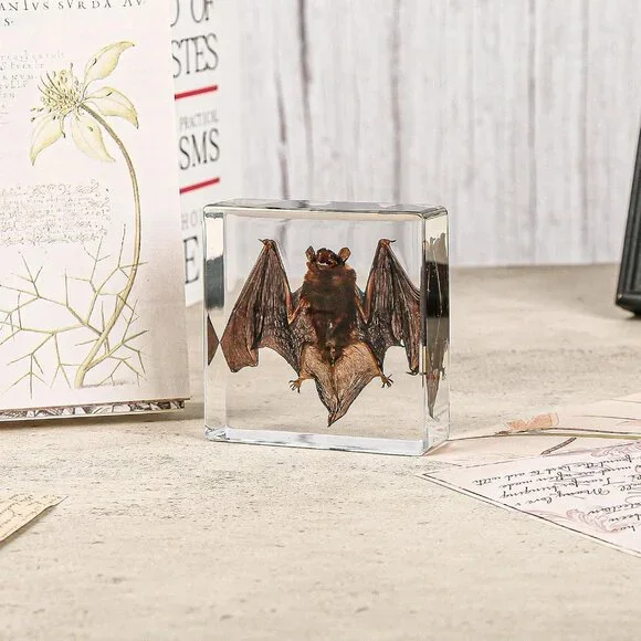Real Bat Specimens,Taxidermy Bat Specimen in Resin for Science Classroom Science - Picture 5 of 7